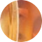 Tortoise (EXDB-AH)